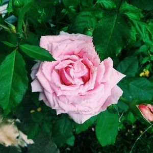 Meet your Posher, Mack